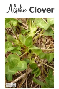Alsike Clover; leguminous cover crop for erosion control, beneficial insect attractant, and honey producer...