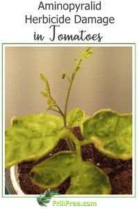 aminopyralid-herbicide-damage-in-tomatoes600x900.jpg