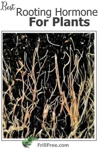 Learn the best rooting hormone for plants based on cutting type, season, and strength, so you can avoid rot and boost rooting success rates. 