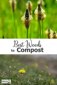 The Best Weeds to Compost - make them work for their keep and stop removing precious nutrients from the garden...