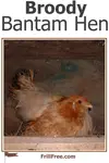 broody-bantam-hen1-600x900.jpg