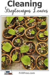 cleaning-streptocarpus-leaves-600x900.jpg