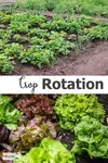 crop-rotation600x900.jpg