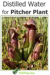 distilled-water-for-pitcher-plant600x900.jpg