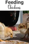 feeding-chickens600x900.jpg