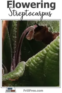 flowering-streptocarpus-600x900.jpg