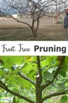 Techniques for better fruit production (and health); Fruit Tree Pruning...