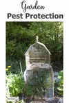 There are lots of hungry garden visitors, but you can keep them away with these Garden Pest Protection tips...