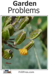 garden-problems-600x900.jpg