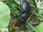 ground-beetles600x450.jpg