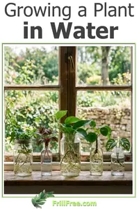 growing-a-plant-in-water-600x900.jpg