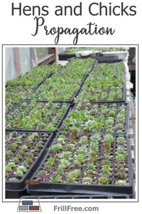 hens-and-chicks-propagation600x900.jpg