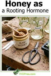 honey-as-a-rooting-hormone600x900.jpg