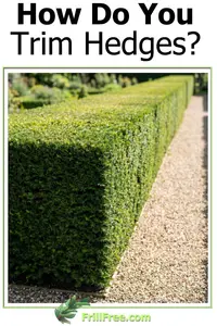 how-do-you-trim-hedges600x900.jpg