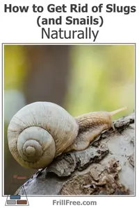 how-to-get-rid-of-slugs-and-snails-naturally-600x900.jpg