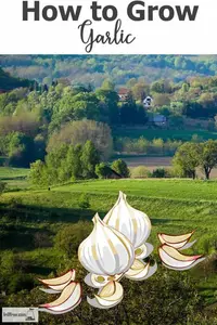 how-to-grow-garlic600x900.jpg
