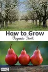 Follow the guidelines here - How to Grow Organic Fruit...