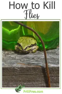 how-to-kill-flies600x900.jpg