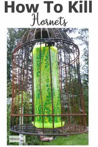 Poison free gardening; How to Kill Hornets and Wasps without pesticides...