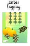 intercropping600x900.jpg