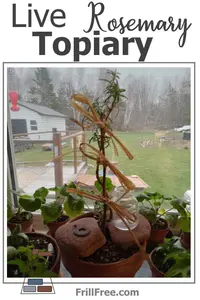 live-rosemary-topiary600x900.jpg