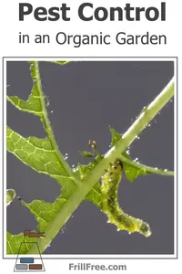 Pest Control in an Organic Vegetable Garden - no chemicals, no bugs...