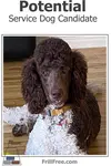 potential-service-dog-candidate-600x900.jpg