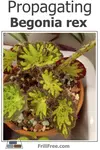 propagating-begonia-rex-600x900.jpg