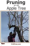 Rejuvenation pruning to bring a tree back into production - Pruning an Old Apple Tree...