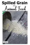 spilled-grain-and-animal-feed600x900.jpg