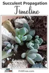 succulent-propagation-timeline-600x900.jpg