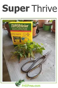 super-thrive600x900.jpg