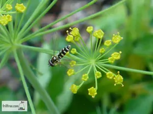 syrphid-flies600x450.jpg