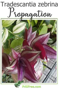 tradescantia-zebrina-propagation600x900.jpg