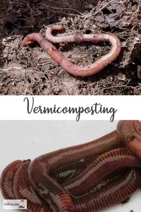 vermicomposting600x900.jpg
