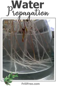 Some plants are so easy to root in a jar of plain water, why wouldn't you use water propagation for growing more plants?