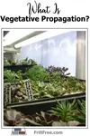 what-is-vegetative-propagation-600x900.jpg