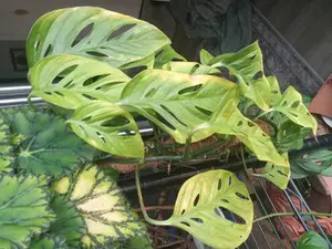 The lower leaves start to show yellow mottling