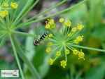 syrphid-flies600x450.jpg