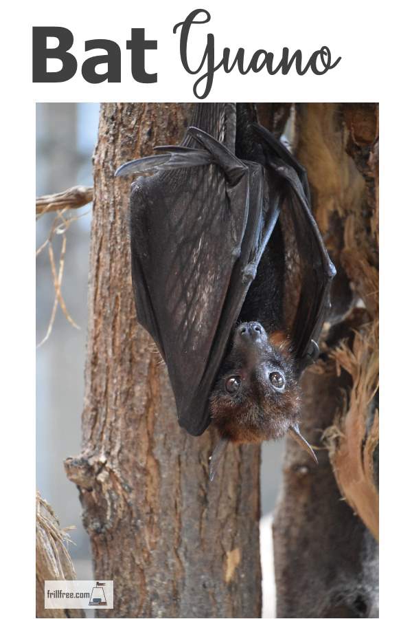batguano600x900.jpg