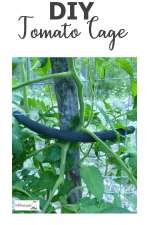 diy-tomato-cage600x900.jpg