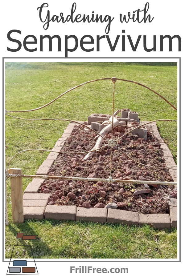 gardening-with-sempervivum-600x900.jpg