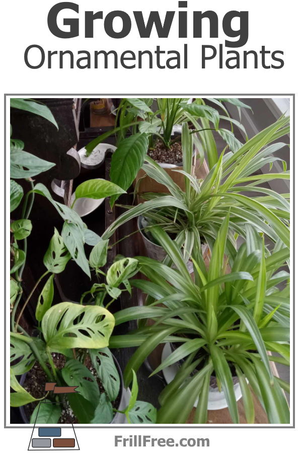 growing-ornamental-plants600x900.jpg