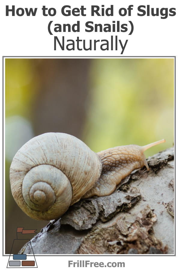 how-to-get-rid-of-slugs-and-snails-naturally-600x900.jpg