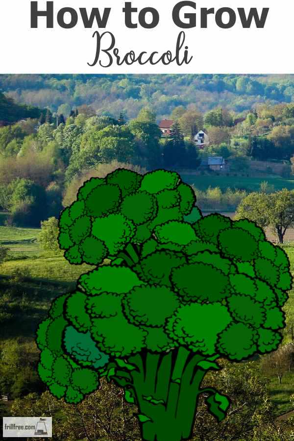 how-to-grow-broccoli600x900.jpg