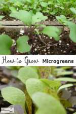 how-to-grow-microgreens2-600x900.jpg