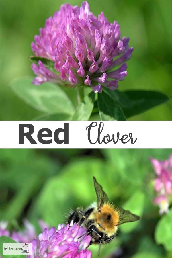 red-clover600x900.jpg