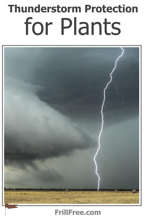 thunderstorm-protection-for-plants2-600x900.jpg