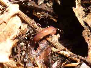 Ensenia foetida, the Redworm or Brandling Worm
