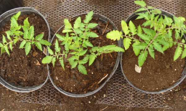 Growing Tomatoes in Pots